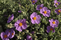 Des images de diff�rentes plantes